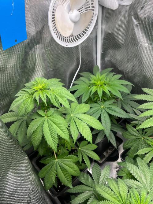 Toad Venum. Growers Choice. Week 6