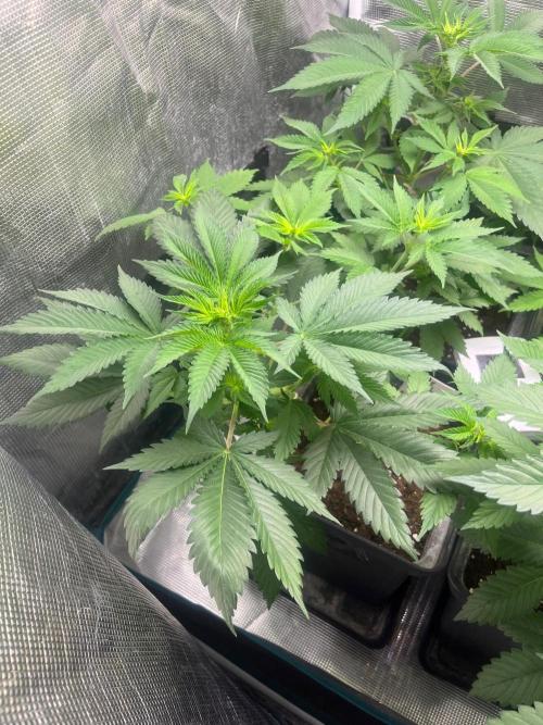 Oreoz USA. Kannabia seeds company. Week 6