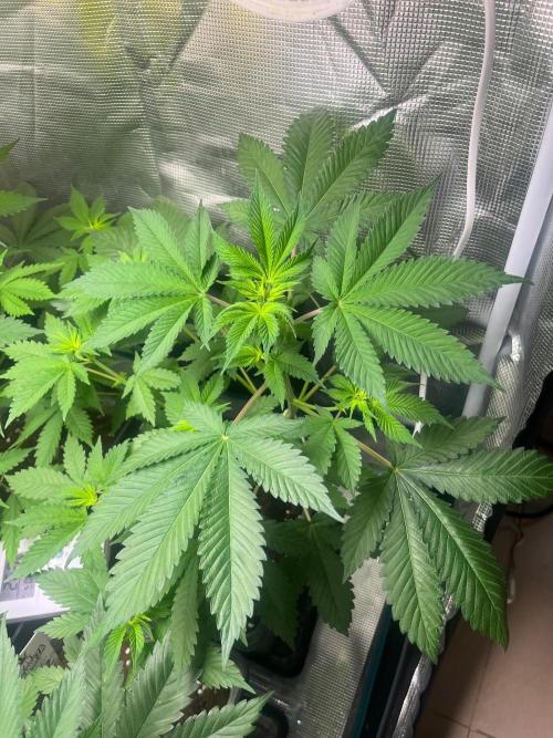 Oreoz USA. Kannabia seeds company. Week 6