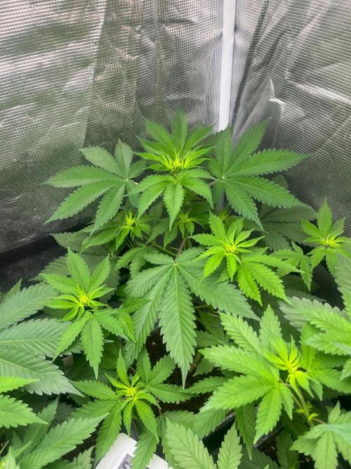 Oreoz USA. Kannabia seeds company. Week 6