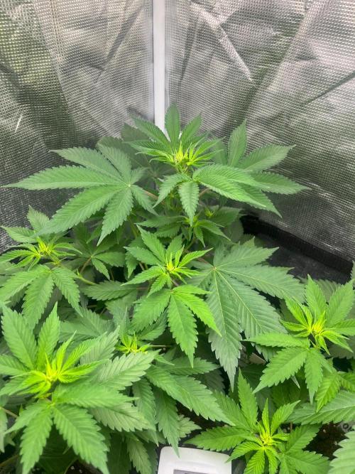 Oreoz USA. Kannabia seeds company. Week 6