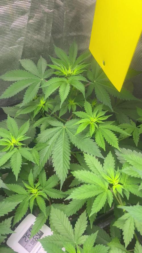 Oreoz USA. Kannabia seeds company