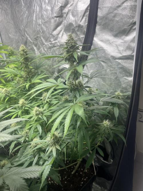 Gelato 41. Seedstockers. Week 10