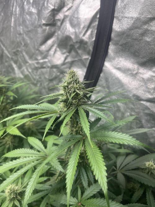 Gelato 41. Seedstockers. Week 10