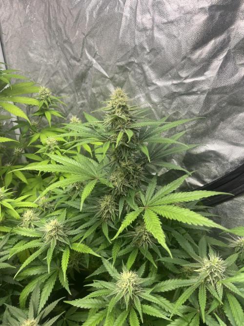 Gelato 41. Seedstockers. Week 10