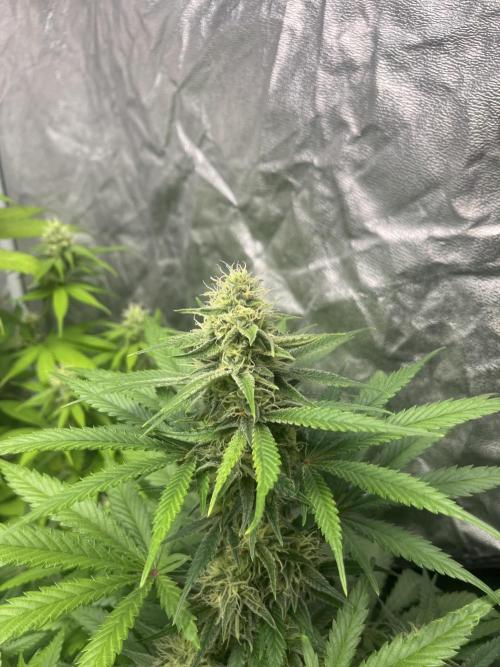Gelato 41. Seedstockers. Week 10