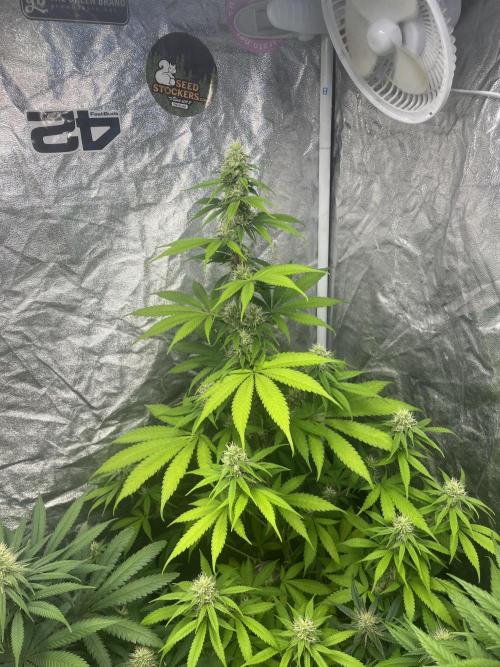 Gelato 41. Seedstockers. Week 10