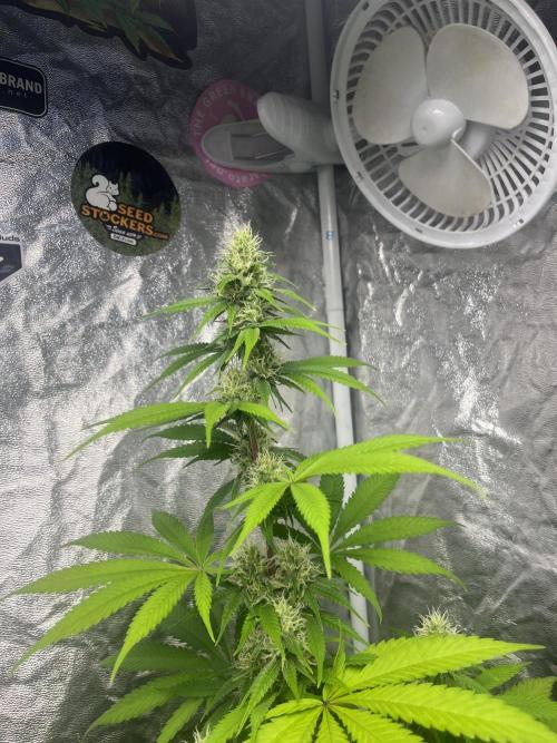 Gelato 41. Seedstockers. Week 10
