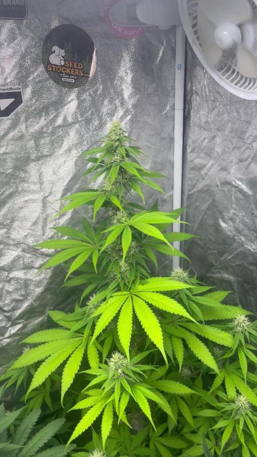 Gelato 41. Seedstockers