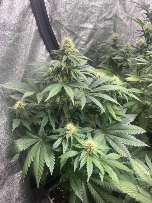Zoap Rose. Kannabia Seeds Company. Week 10