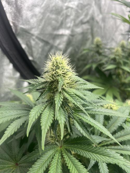 Zoap Rose. Kannabia Seeds Company. Week 10