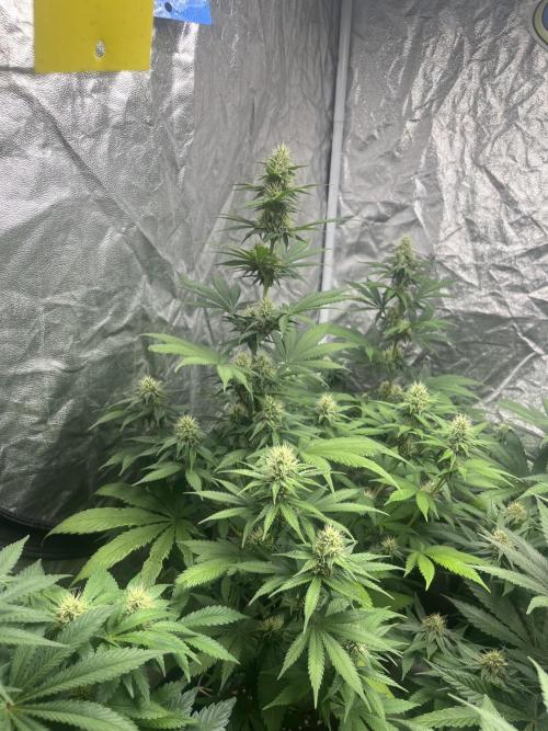 Zoap Rose. Kannabia Seeds Company. Week 10