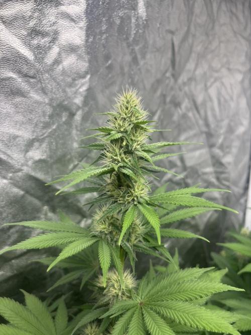 Zoap Rose. Kannabia Seeds Company. Week 10