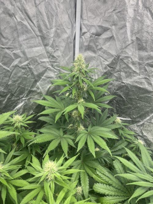 Zoap Rose. Kannabia Seeds Company. Week 10