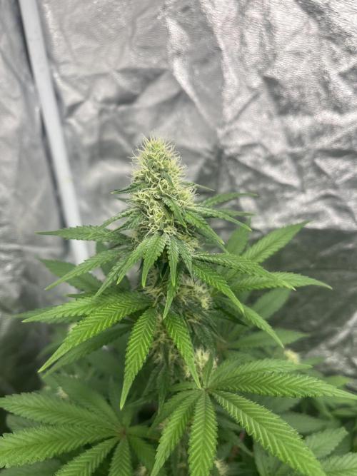 Zoap Rose. Kannabia Seeds Company. Week 10