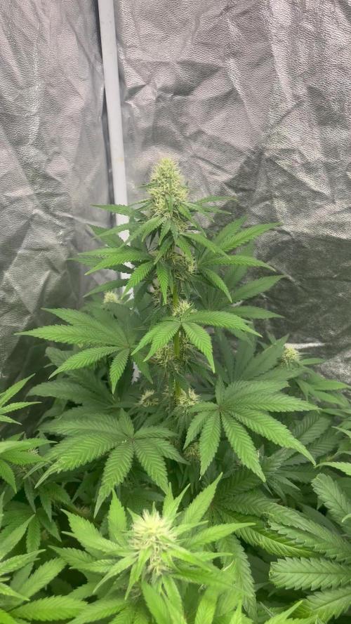 Zoap Rose. Kannabia Seeds Company