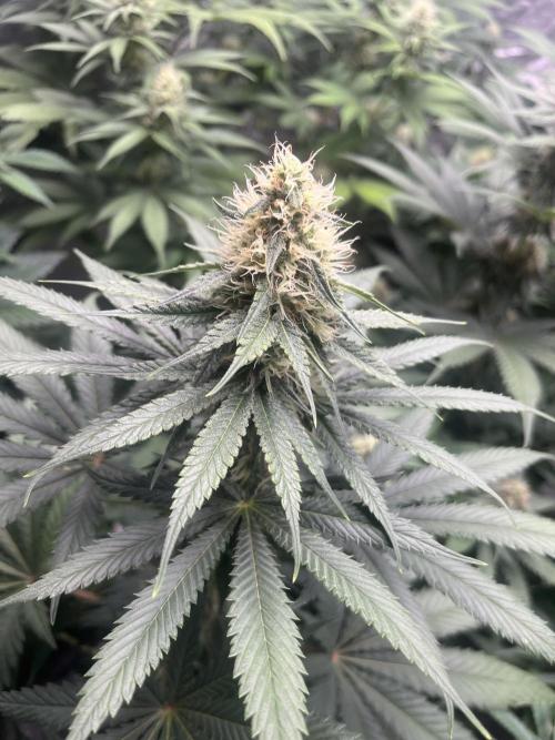 Sherbet Jedi Joint. HighBreed. Week 10