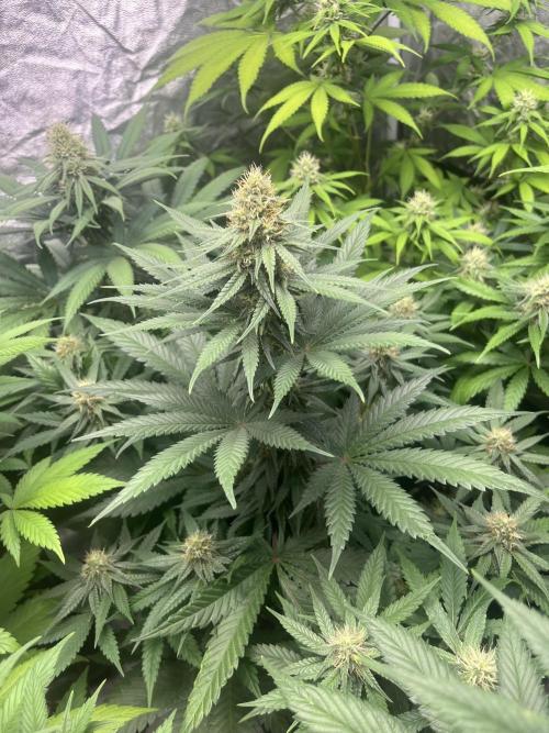 Sherbet Jedi Joint. HighBreed. Week 10