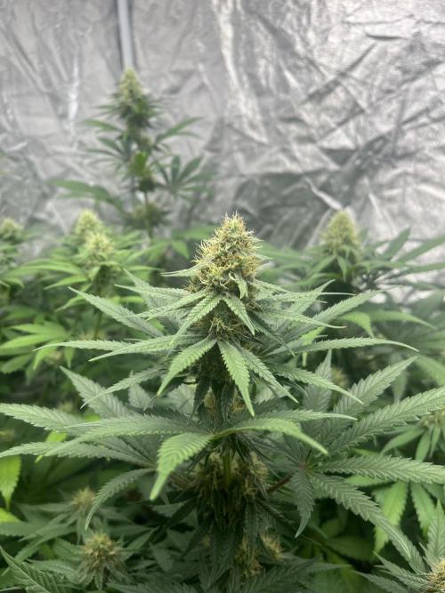 Sherbet Jedi Joint. HighBreed. Week 10