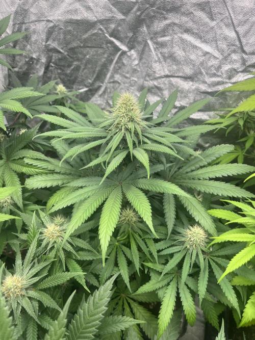 Sherbet Jedi Joint. HighBreed. Week 10