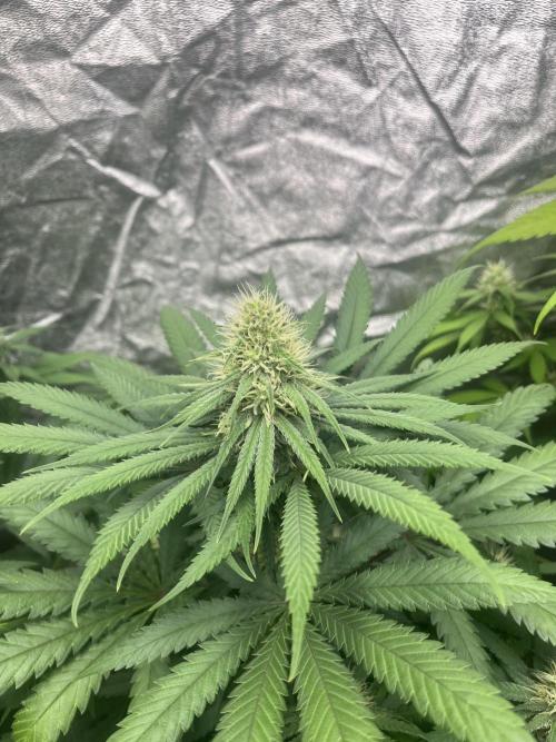Sherbet Jedi Joint. HighBreed. Week 10