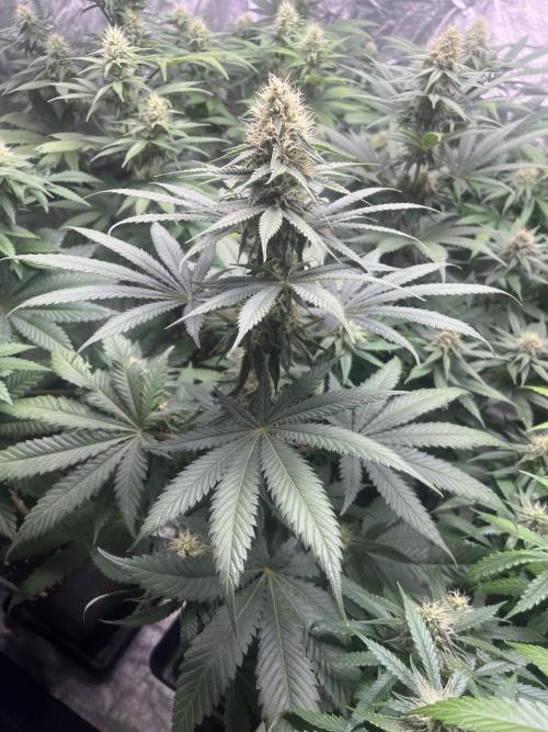 Sherbet Jedi Joint. HighBreed. Week 10