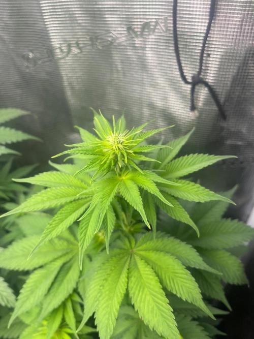 Gorilla Cookies. Seedstockers. Week 7