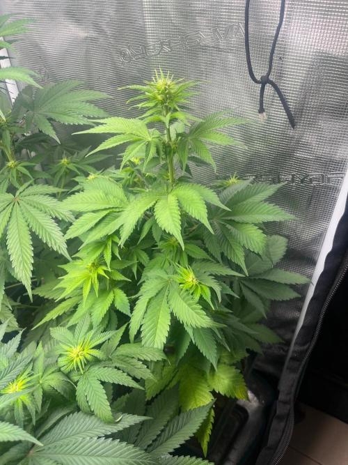 Gorilla Cookies. Seedstockers. Week 7