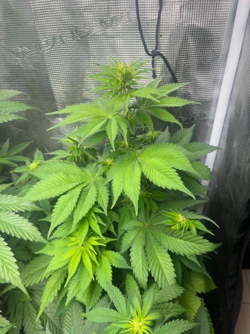 Gorilla Cookies. Seedstockers. Week 7