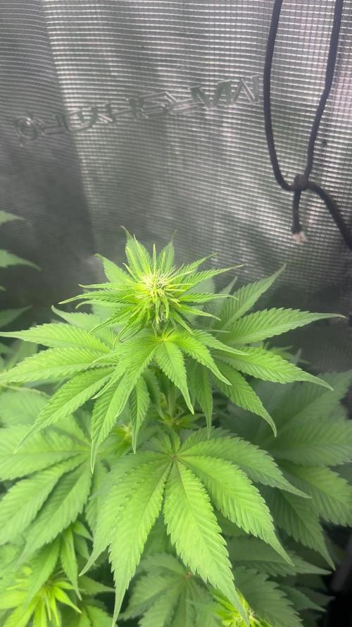 Gorilla Cookies. Seedstockers
