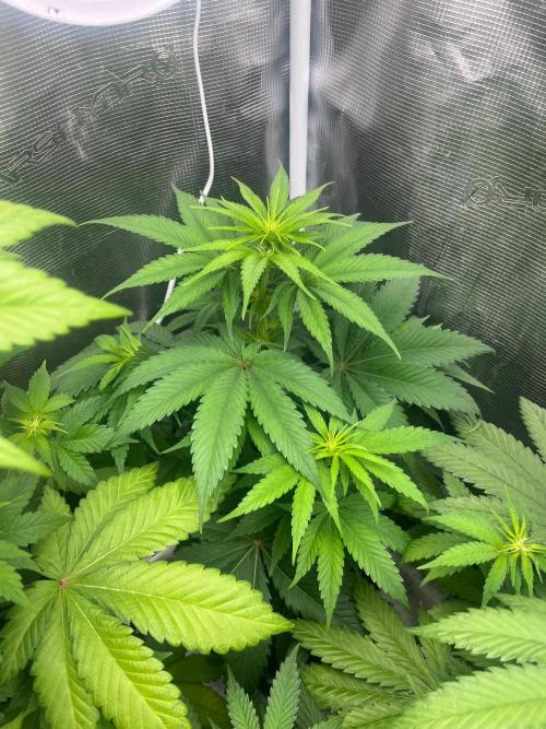Toad Venum. Growers Choice. Week 7