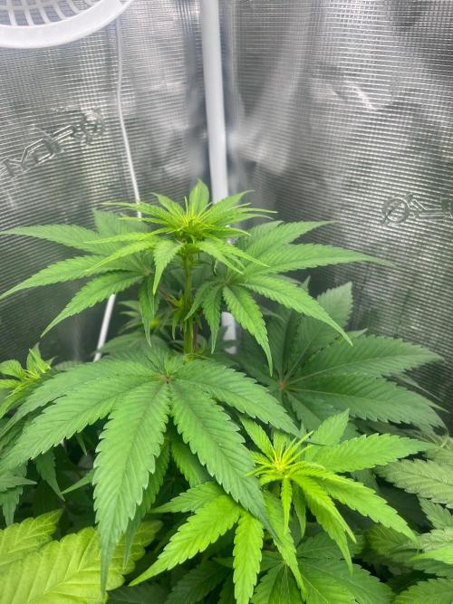 Toad Venum. Growers Choice. Week 7