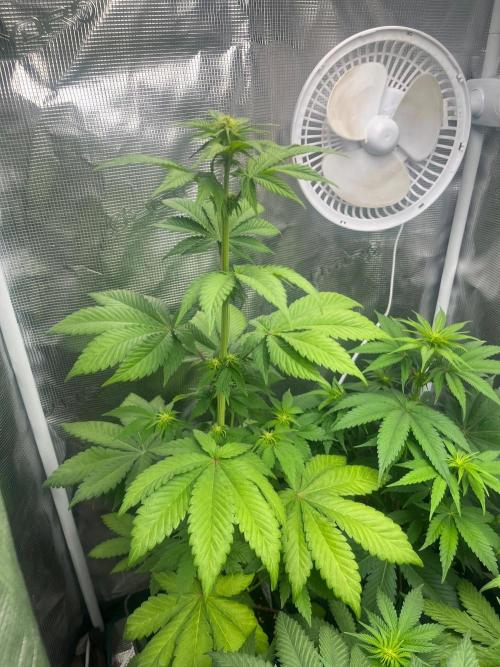 Toad Venum. Growers Choice. Week 7
