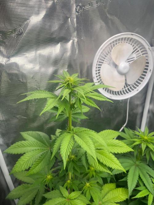 Toad Venum. Growers Choice. Week 7