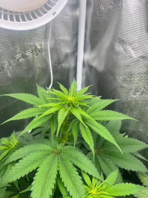 Toad Venum. Growers Choice. Week 7