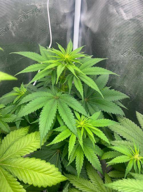 Toad Venum. Growers Choice. Week 7