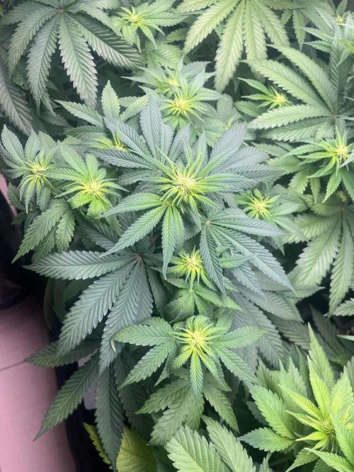 Wedding Cake. RoyalQueenSeeds. Week 7