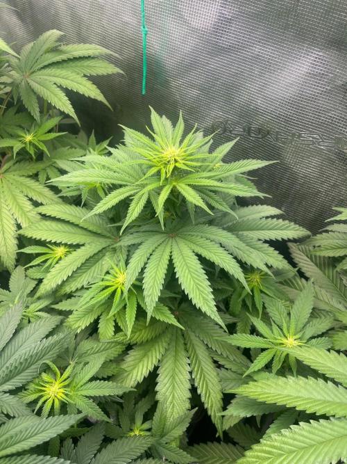 Wedding Cake. RoyalQueenSeeds. Week 7