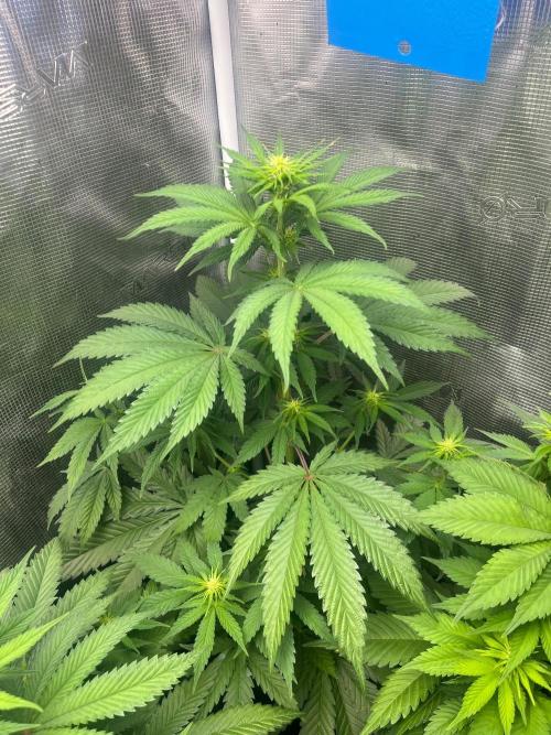 Wedding Cake. RoyalQueenSeeds. Week 7