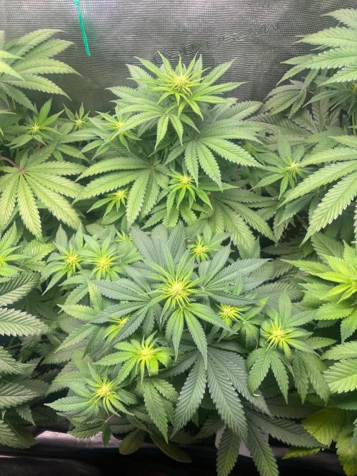 Wedding Cake. RoyalQueenSeeds. Week 7