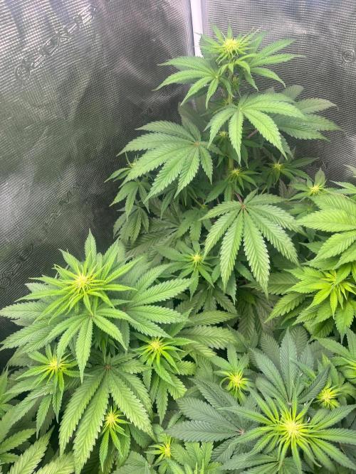 Wedding Cake. RoyalQueenSeeds. Week 7