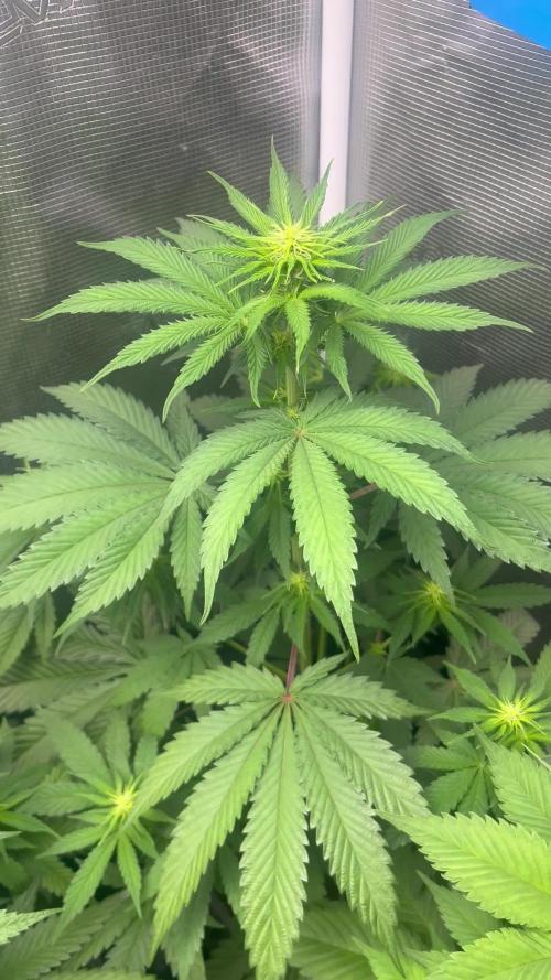 Wedding Cake. RoyalQueenSeeds
