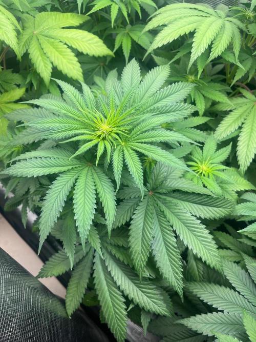 Hulkberry. RoyalQueenSeeds. Week 7