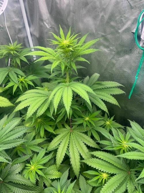 Hulkberry. RoyalQueenSeeds. Week 7
