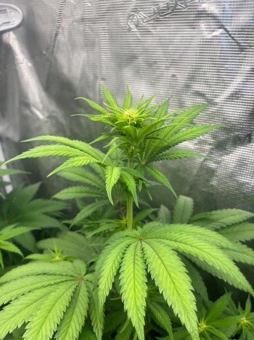 Hulkberry. RoyalQueenSeeds. Week 7