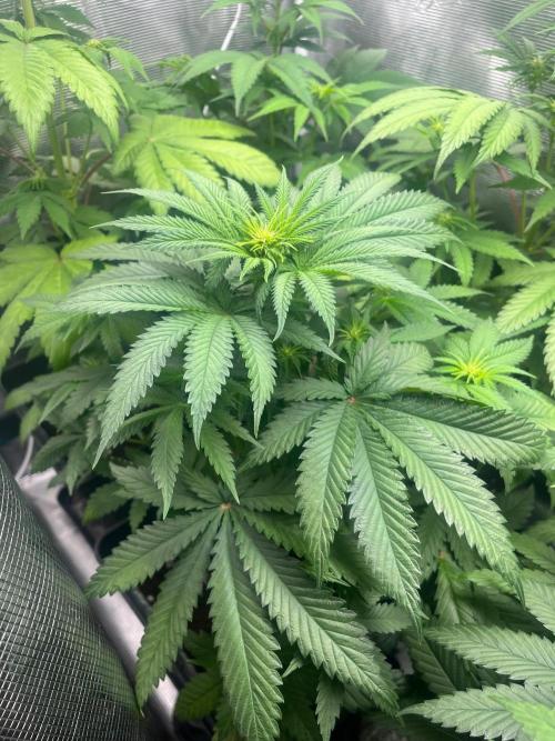 Hulkberry. RoyalQueenSeeds. Week 7