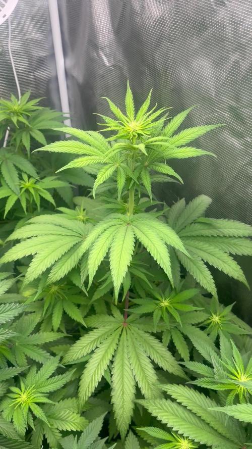 Hulkberry. RoyalQueenSeeds