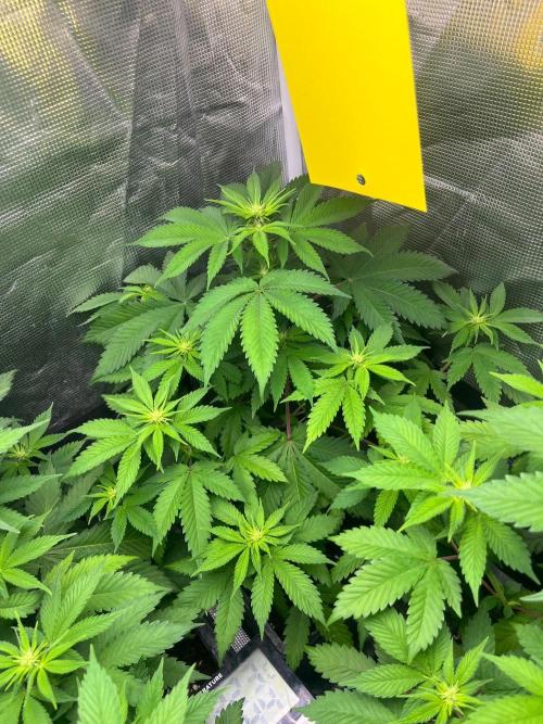 Oreoz USA. Kannabia seeds company. Week 7