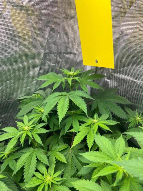 Oreoz USA. Kannabia seeds company. Week 7