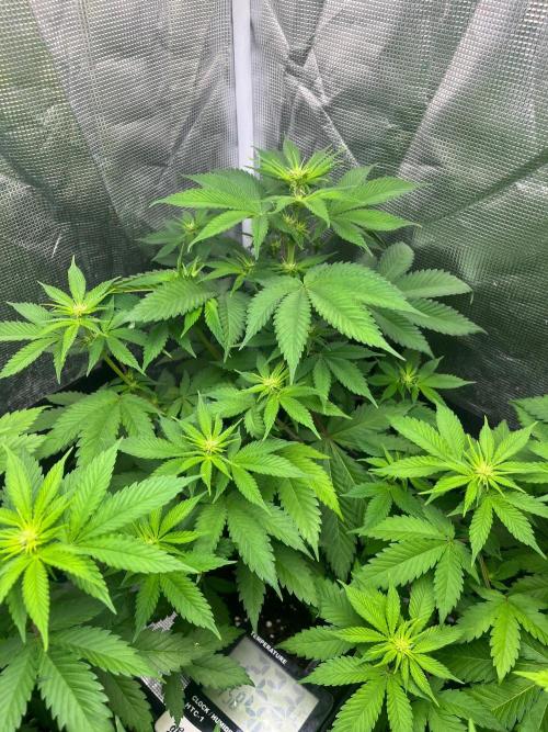 Oreoz USA. Kannabia seeds company. Week 7